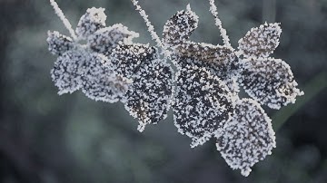 Leaves - Blender Animation