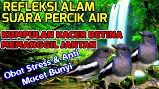 PANCINGAN SUARA KACER BETINA DI ALAM LIAR|MEMANGGIL KACER JANTAN|LENGKAP DENGAN SUARA PERCIK AIR