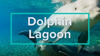 Dolphin Lagoon - Discovery Cove