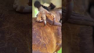 BARN OWL TALONS