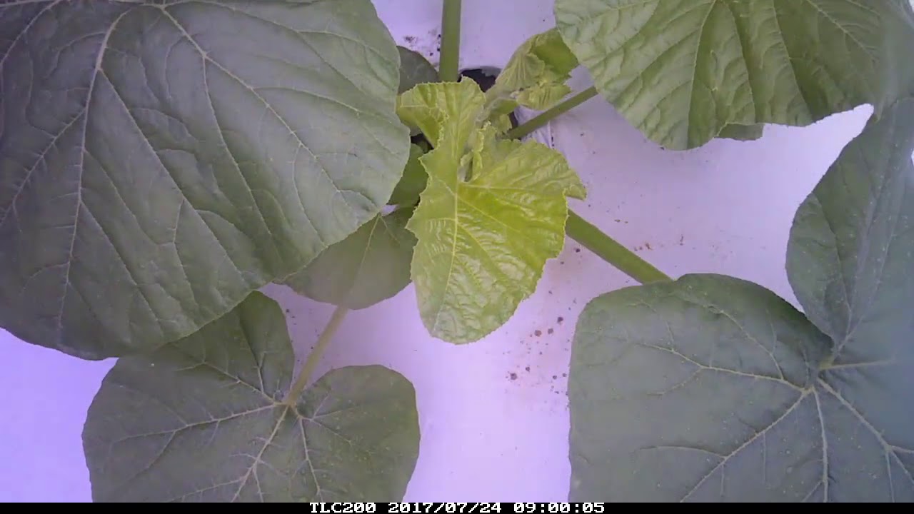 Burt's Farm Pumpkin Timelapse