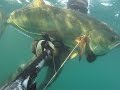 pesca submarina al acecho en poca agua 5, Palometon!!