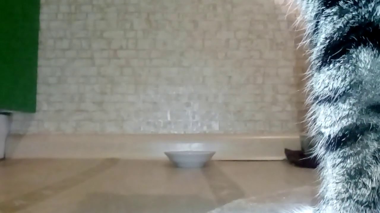 как накормить кота - YouTube