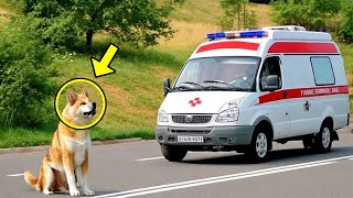 Dog Blocks Ambulance Path & Refuses To Leave. The Reason Is Very Shocking!
