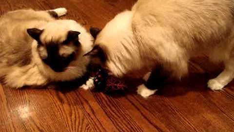 Ragdoll Cat Plays with Gaileo Catnip Toys - ねこ - ラグドール - Floppycats