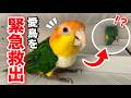 突然テレビ台の裏に潜り込んだインコが出てこなくなり大騒ぎになりました…【シロハラインコ】