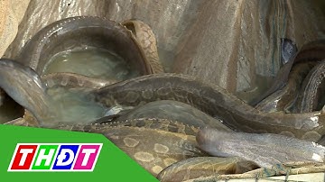 Đồng Tháp: Hiệu quả của mô hình nuôi kết hợp cá chạch lấu với cá heo nước ngọt | THDT