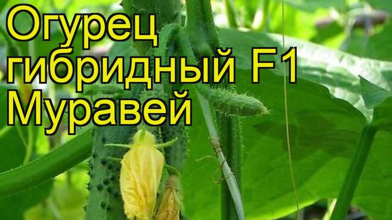 Огурцы Муравей Отзывы Фото Огурцы Муравей Отзывы Фото