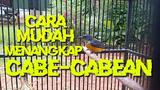 Memikat burung kemade/lombokan liar