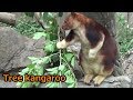 セスジキノボリカンガルーがかわいい Cute Tree-kangaroo【ズーラシア】