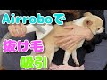 🐶抜け毛がひどいチワワ犬に、AIRROBO PG100で吸引してみました🐶 Amazon Black Friday Deal