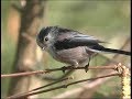 Msange  longue queue  longtailed tit  schwanzmeise  aegithalos caudatus 