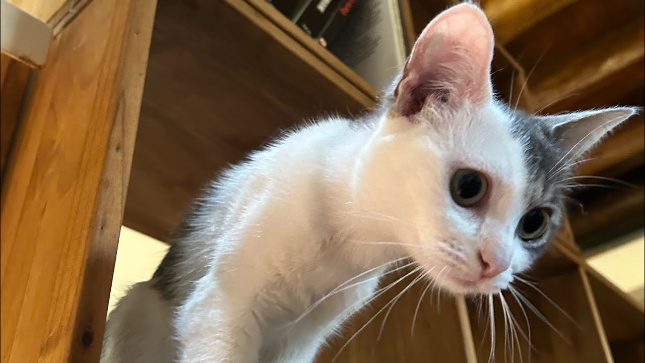 The Pipster Is Not Scared Of The Insects You Are Scared Of The Insects 😤