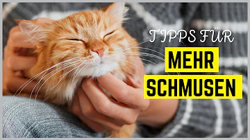 Wie kann meine Katze mich mehr mögen?