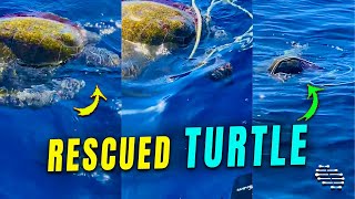 Tangled Turtle in Distress Rescued by Divers 40 Miles Off Coast