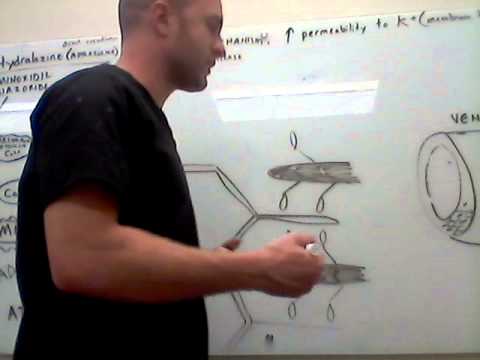Cardiovascular Hydralazine Physiology