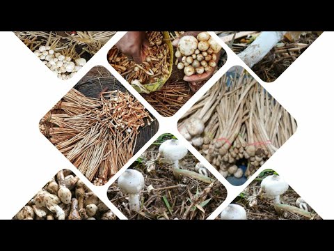 Wild Jharkhand Edible Mushrooms || झारखंड में खाए जाने वाले मशरूम || पुटु /रूगड़ा झारखंड का मशरूम