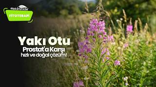 Prostat Şikayetlerine ve Sık İdrara Çıkmaya Karşı Hızlı ve Doğal Çözüm: Yakı Otu!