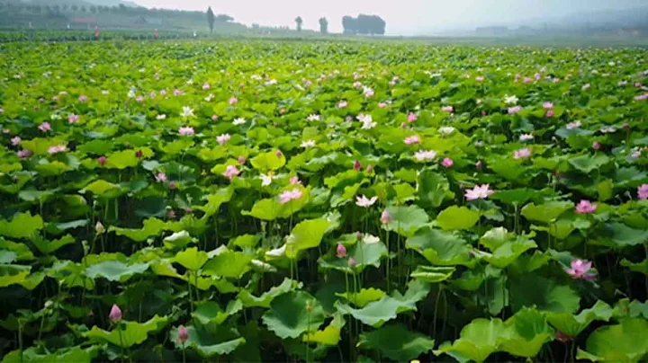 A sea of lotus flowers boost N China’s Shanxi economic conditions - DayDayNews