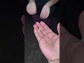 Maa Vuri Lo Vadagalla Vaana Vasthundhi Seethanagaram 