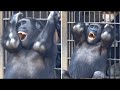 嬉しさ爆発❕飼育員との遊びに手を叩き喜ぶゲンタロウ⭐️ゴリラGorilla【京都市動物園】Gentaro plays with the zookeeper and claps his hands.