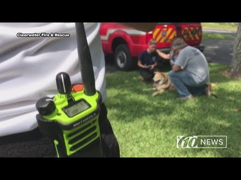 broadcast Heartbreaking video shows arson dog's final radio call | 10News WTSP