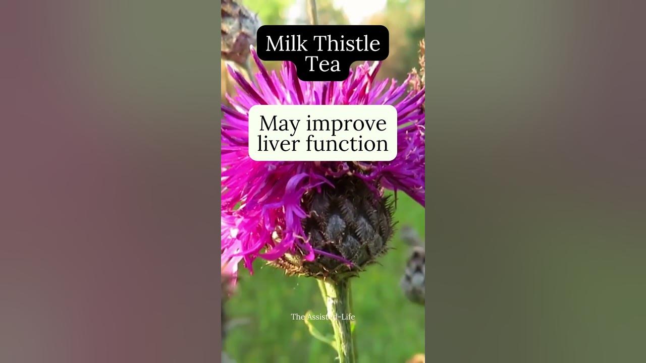 Milk Thistle Tea Benefit YouTube