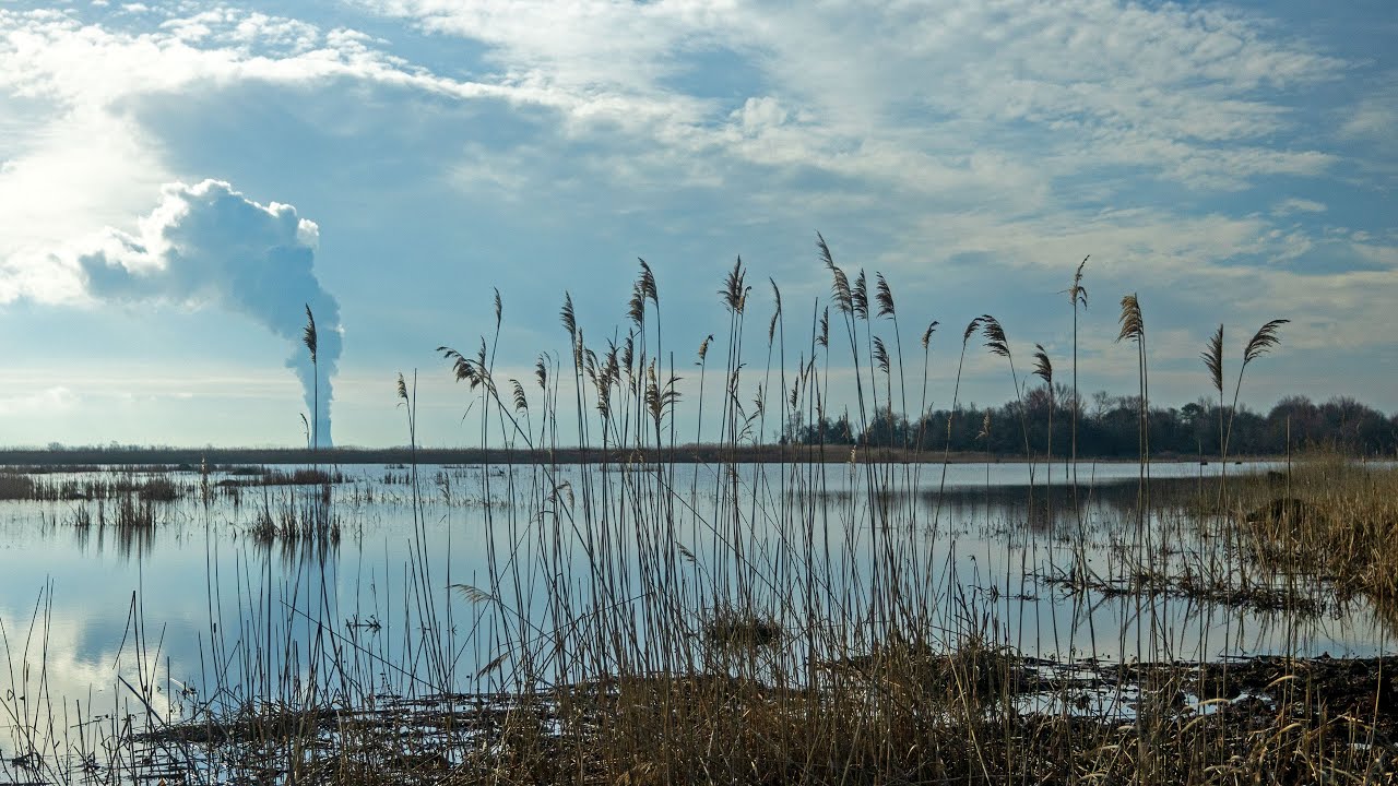 Quiet Marsh at Dusk – Gentle Wind, Reeds and Calm Water Ambience