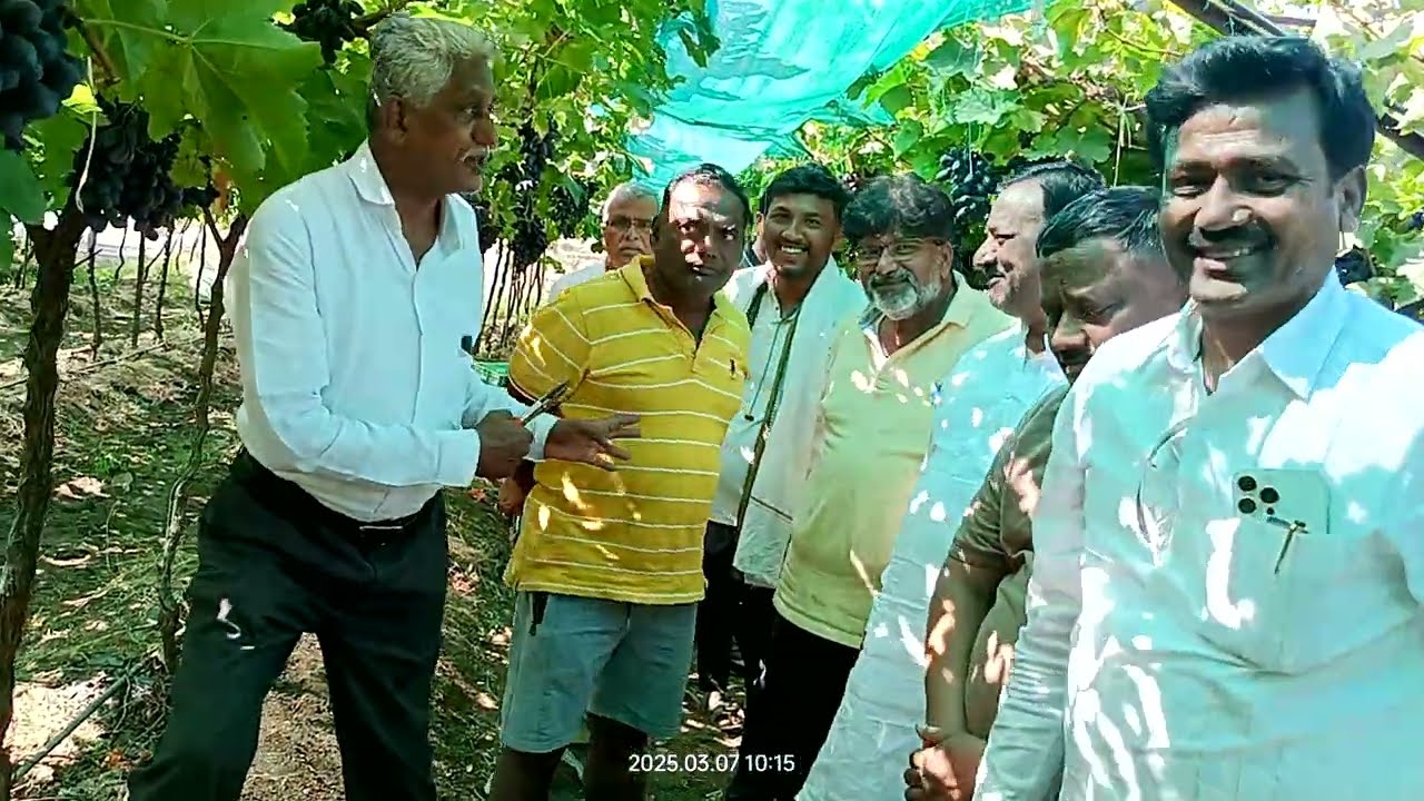 नैसर्गिक द्राक्ष बेदाणा झाडावरच /Natural Grapes Raisins on Plant