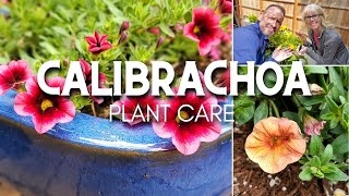Calibrachoa Care | Friday Plant Chat