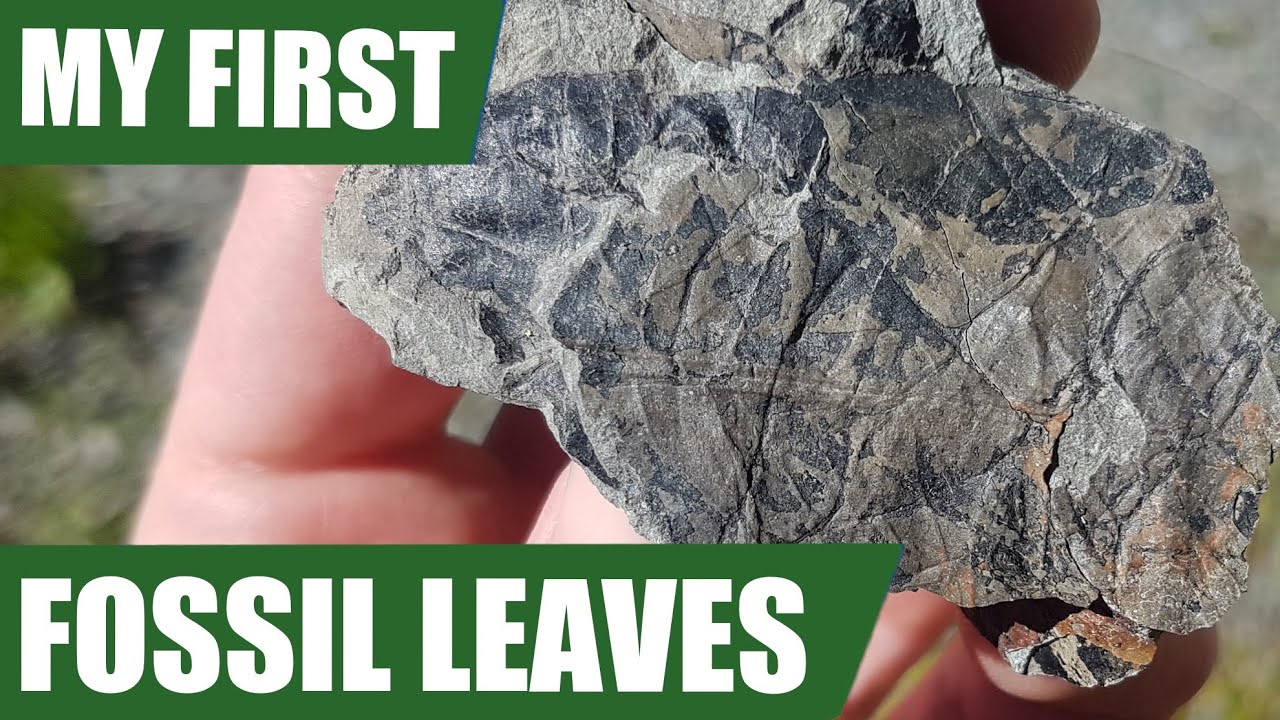 A quick fossil hunt: my first fossil leaves (Fossil Road Trip Day 1)