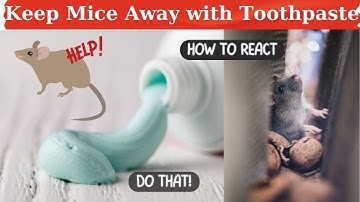 Toothpaste - Your Home