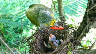 Baby Bird Gets a Taste of Spicy Red Chili! (11) - Dad Bulbul's Bizarre Refusal to Let Chick Eat E221