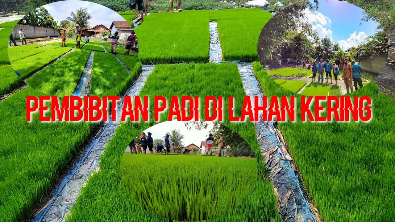 PEMBIBITAN PADI DI LAHAN KERING YouTube