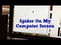 Trained Spider on my Computer Screen!