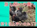放し飼いの鷹は狩りが上手い⁉ Free Range Hawk