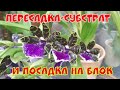 Орхидеи. ЗИГОПЕТАЛУМ - пересадка, субстрат-состав и результаты в описании под видео.