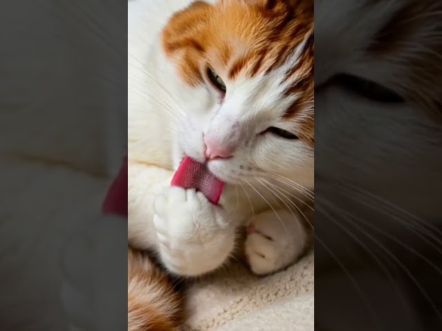 #ASMR - #Ear #Massage Sounds for Instant #Sleep (No Talking) - #耳舐め
