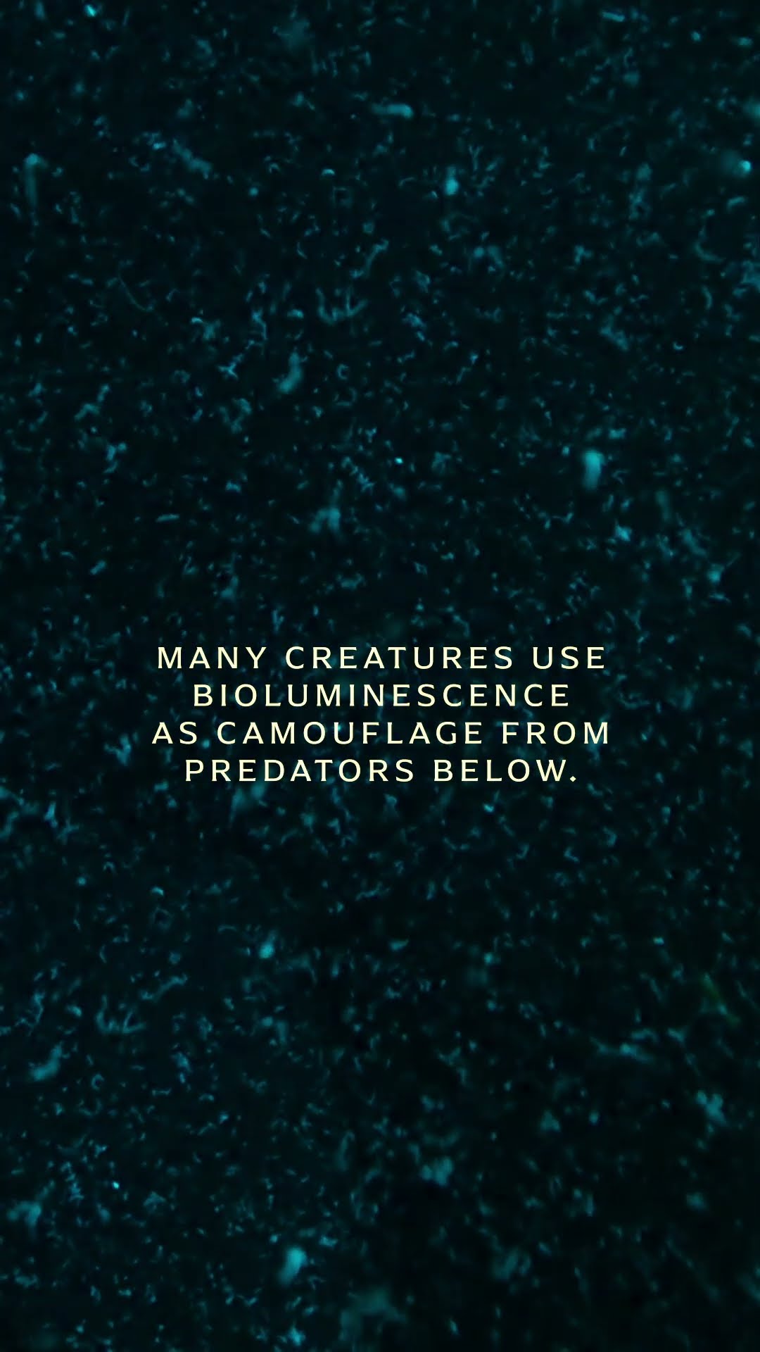Bioluminescence lights up the water #OceanXplorers | National Geographic