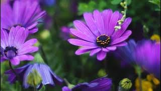 Senin Askin var ALLAHIM