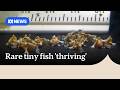Hundreds of critically endangered red handfish hatched in captive-breeding program | ABC News
