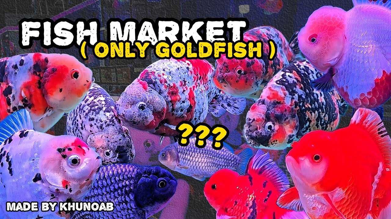 พาเดินดูปลาต้อย ๆ ย่างเท้าไปเรื่อย ๆ อย่างมีจุดหมาย ( เป้าหมาย คือ ปลาทอง ❤️ )