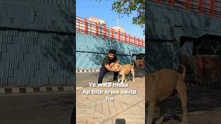 Aggressive👹 Dog attack se kaise bach sakte ho 🤯👌 #amanandbully #pitbulldog