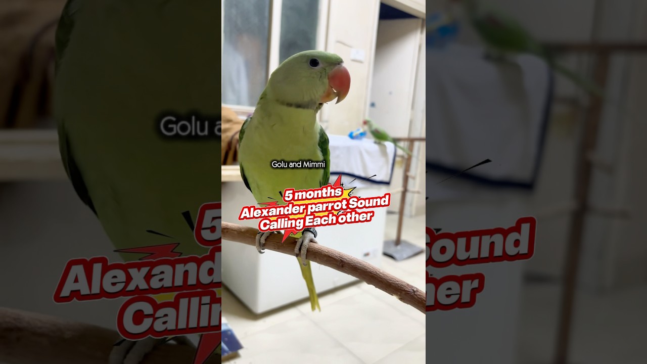 5 months Alexander Parrot Sound 