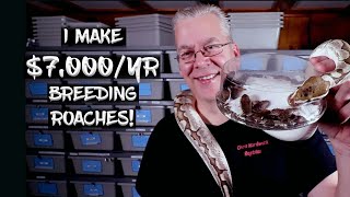 I Make $7,000 Per Year Breeding Dubia Roaches!  WOW!