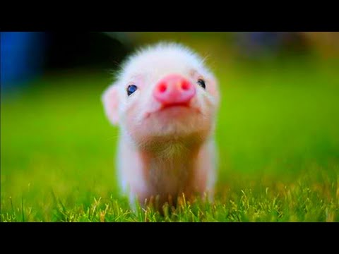 cute-animal-videos-new-2020
