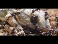 Ants  an inside job  macro  slow motion insects