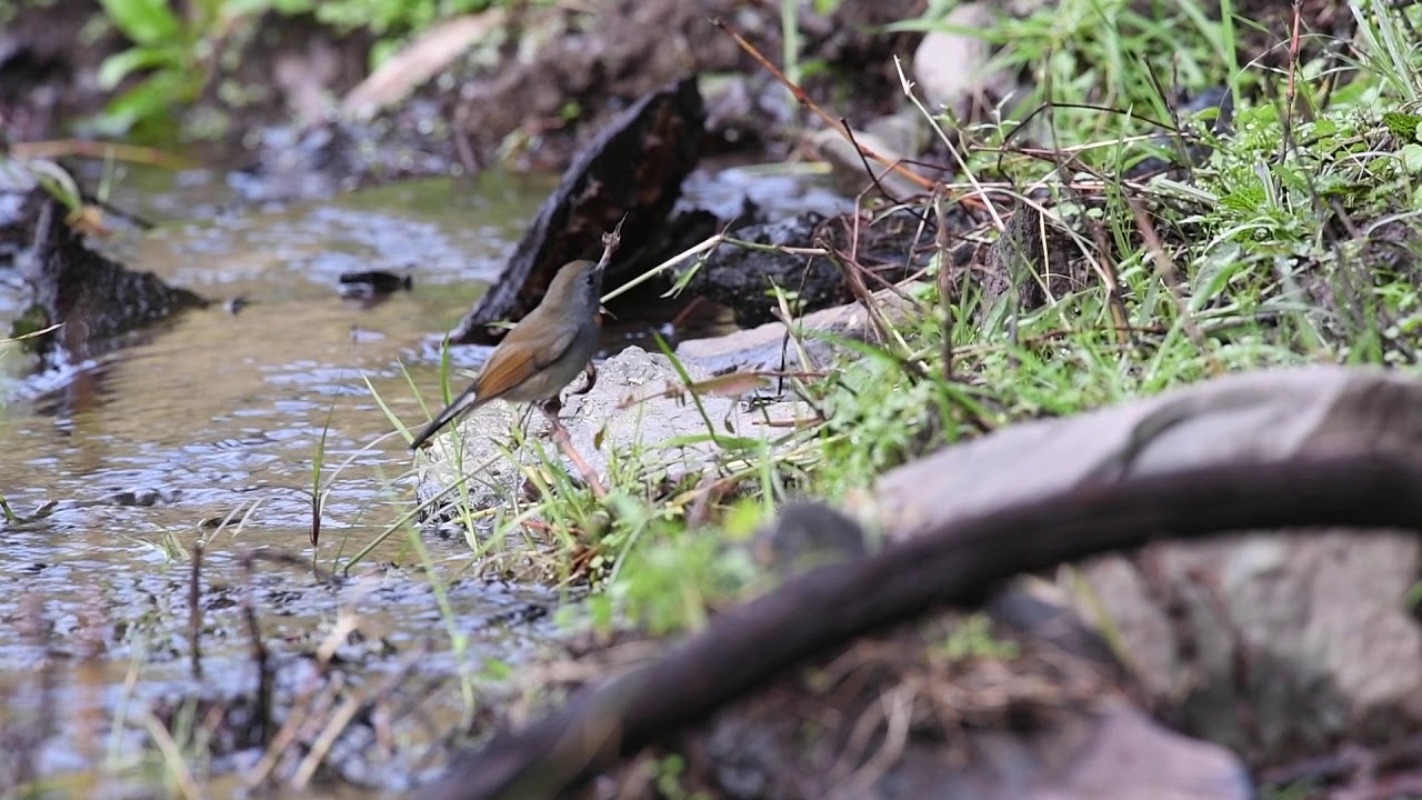 Rufous Gorgetted Flycatcher 