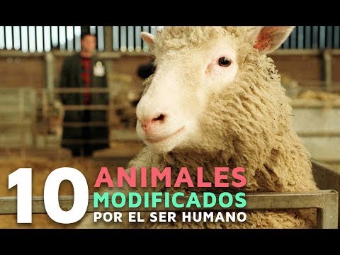 Video: ¿Cuáles son algunos ejemplos de animales modificados genéticamente?