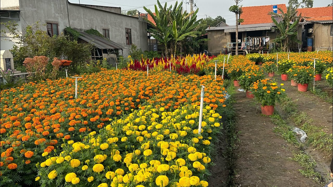 Hoa vạn thọ ra chậu được 3 ngày và tưới phân 